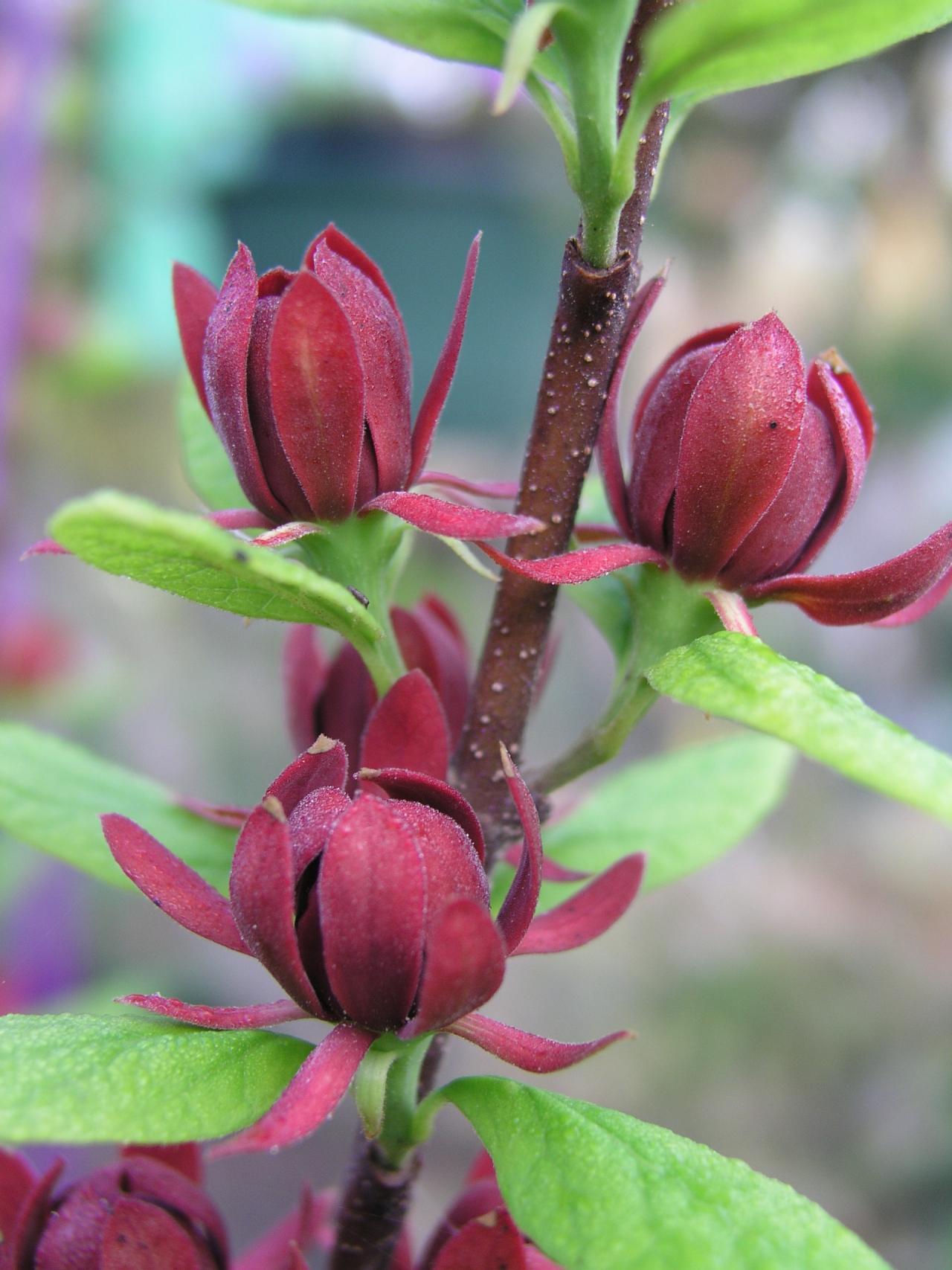 Семена Каликант чашецветник цветущий Calycanthus