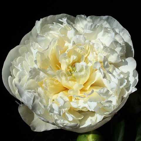 Пион Дюшес де Немур (Paeonia Duchesse de Nemours)