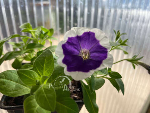 Петуния Cascadias Rim Violet