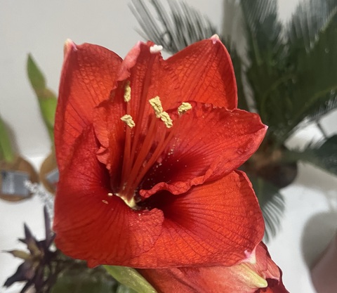 Гиппеаструм Амариллис в воске белый бархат