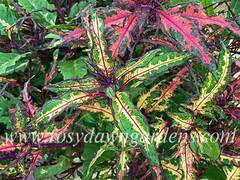 Fright Night колеус КСР