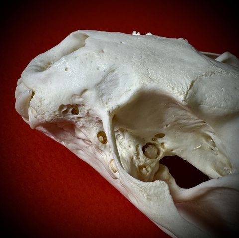 Череп выдры в подарочной коробке