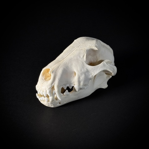 Череп собаки