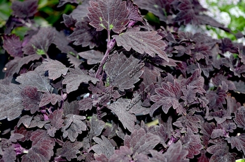 Midnight Rambler колеус КСР