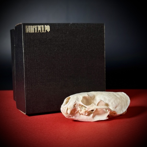 Череп выдры в подарочной коробке