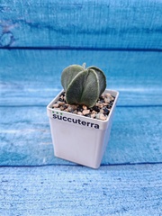 Astrophytum myriostigma (Астрофитум)