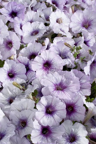 S60109 Петуния кустовая Multiflora Celebrity Blue 10шт.