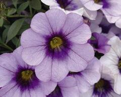 19242 Калибрахоа MINIFAMOUS NEO LAVANDULA CHEESECAKE (ОСЕНЬ 2025)