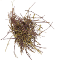 Зизифора (трава, 50гр.) (Старослав)