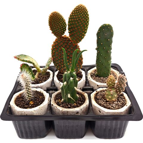 Набор суккулентов D5 №74891