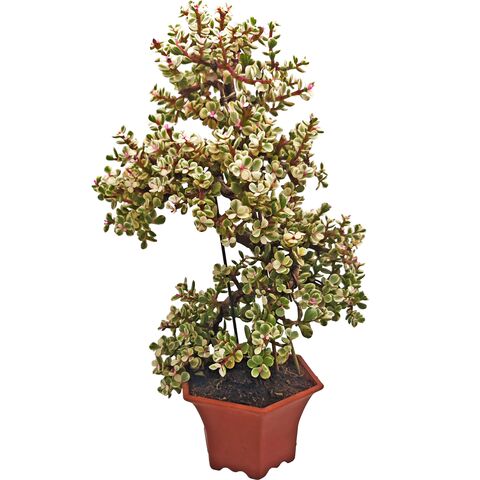 Подарочный бонсай - суккулент Портулакария Афра вариегата D16 H42