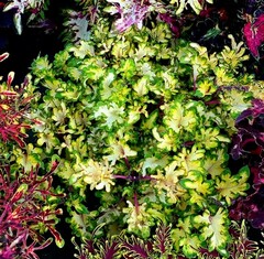 Мишура колеус