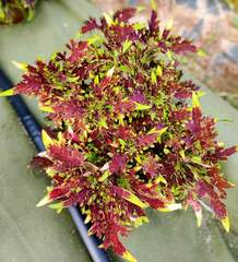 Lace Cascade Тай колеус КСР