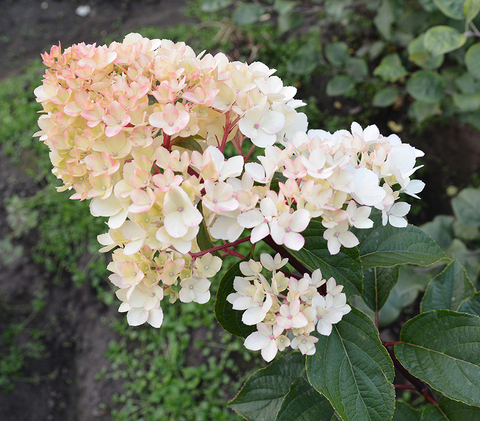 Гортензия метельчатая ПИНК ДАЙМОНД (Hydrangea paniculata «Pink Diamond») (ЗКС)