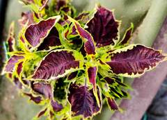 Lovely Fairy Тай колеус КСР