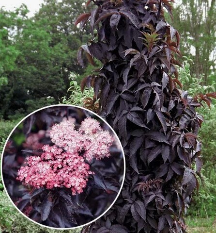 Бузина Блэк Тауэр