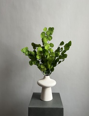 Эвкалипт Популус стабилизированный салатовый