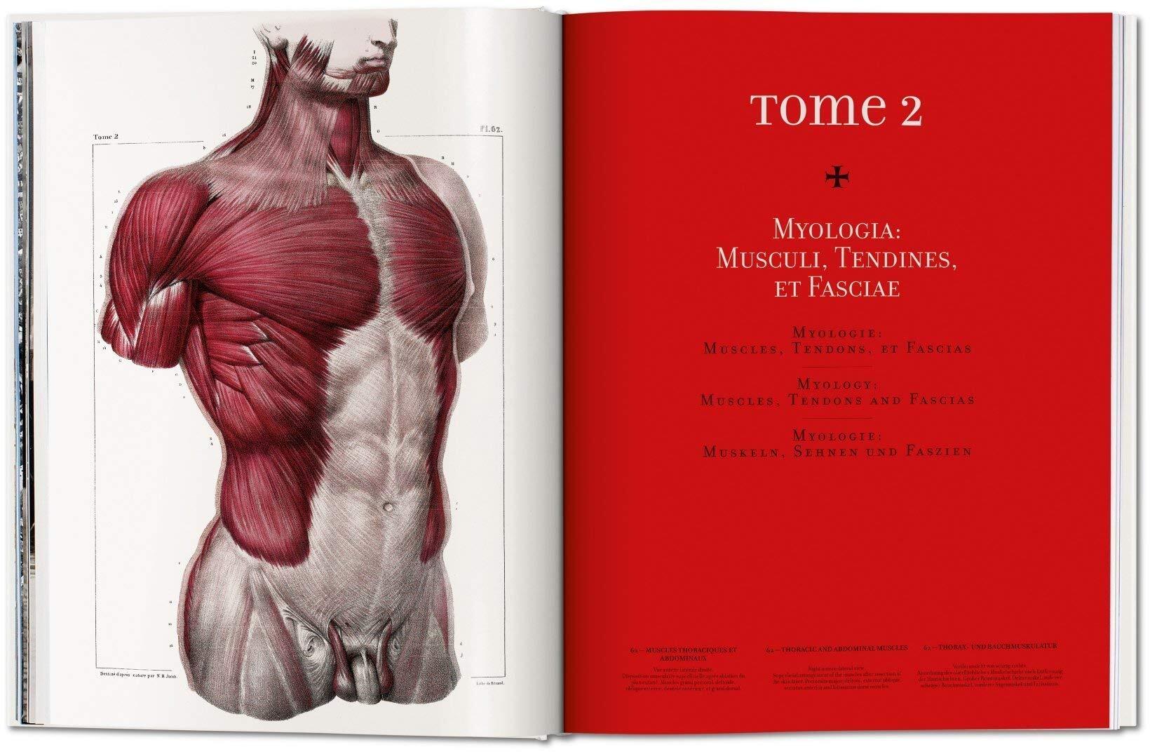 Анатомия человека атлас читать. Atlas of Human Anatomy and Surgery: the complete Plates by j.m. Bourgery & n.h. Jacob. Атлас анатомии. Атлас топографической анатомии человека.