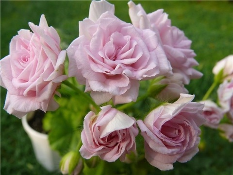 Пеларгония Millfield Rose