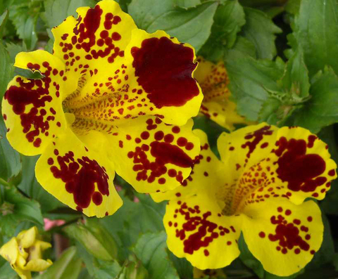 S5204 Мимулюс Magic Yellow Blotch 10шт.
