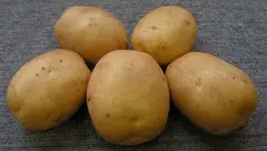 Семенной Картофель Лидер, Э, (2 кг)