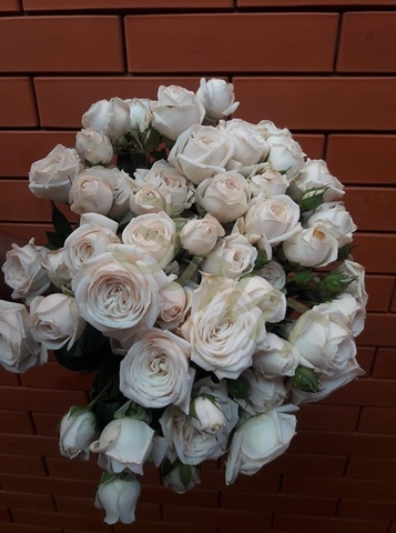 Шоу Балет(Snow ballet Premium Garden Rose)