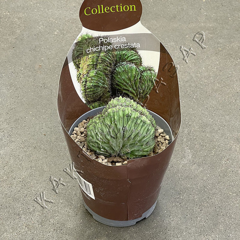 Полаския Чичипе Кристата d14