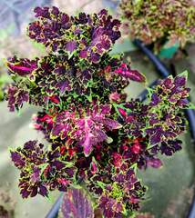 Favourite Тай колеус КСР