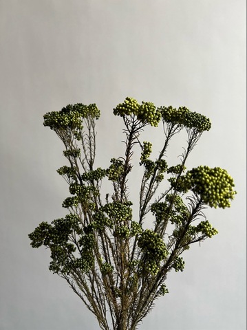 Озотамнус стабилизированный зеленый