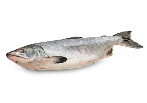 Нельма Якутская крупная~4кг