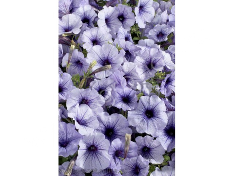 S60110 Петуния кустовая Multiflora Celebrity Blue Ice 10шт.