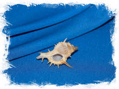 Мурекс формосус (Murex formosus)