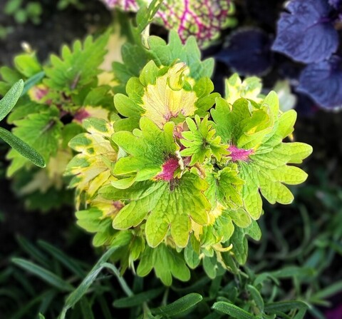 Лопушок ГН колеус