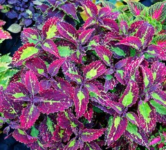 Cracklin' Rosie колеус КСР