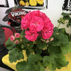 2822 Пеларгония зональная SURVIVOR IDOLS ROSALINDA (Весна 2026)