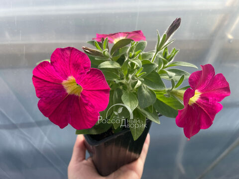 Петуния Каскадиас Романсеро