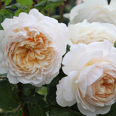 Роза английская Крокус Роуз (D. Austin)
