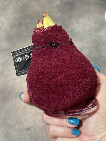 Гиппеаструм в вельвете бордовый с декором