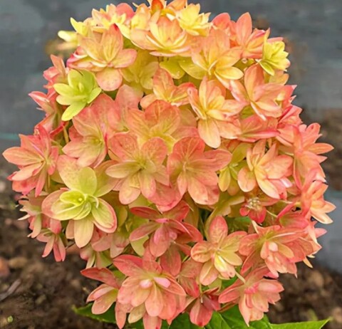 Гортензия метельчатая Мечта Лесково