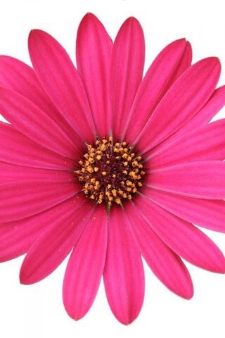 2788 Остеоспермум GELATO RASPBERRY (ОСЕНЬ 2025)