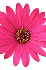 2788 Остеоспермум GELATO RASPBERRY (ОСЕНЬ 2025)