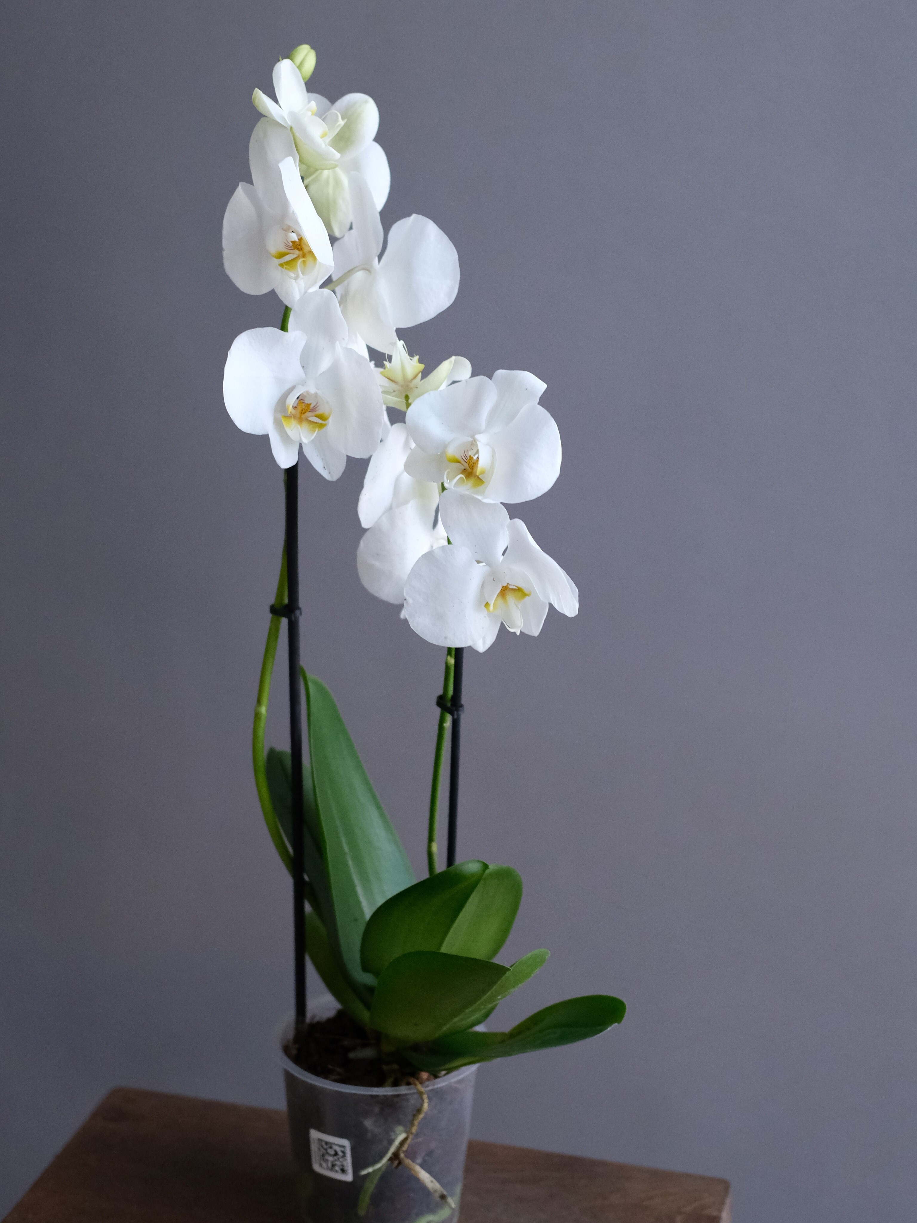 Фаленопсис белая 2 ст (D-12)