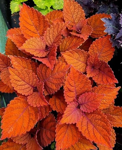 Inferno колеус КСР