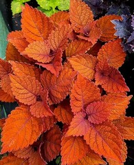 Inferno колеус КСР