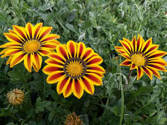 Гацания пламенно-желтая