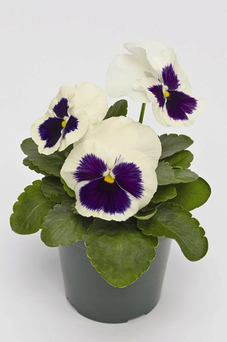 S2555 Виола крупноцветковая Inspire Plus White Blotch 5шт.