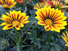 Гацания пламенно-желтая