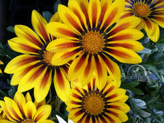 Гацания пламенно-желтая