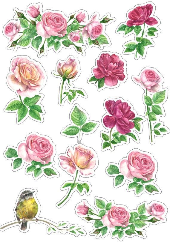 Раскраски розы (все для бесплатной печати)