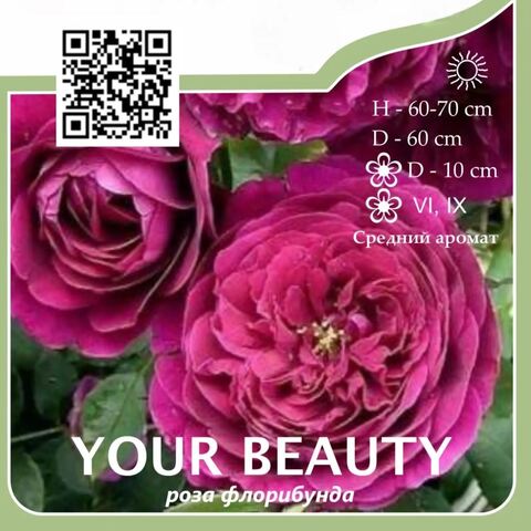 Роза флорибунда 